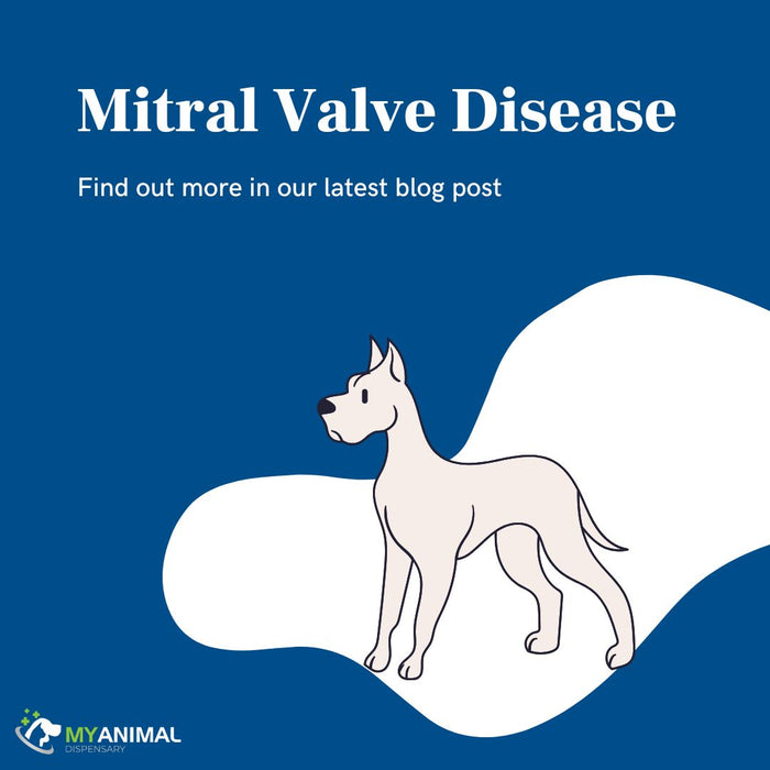 Mitral Valve Disease: The Most Common Heart Disease in Dogs