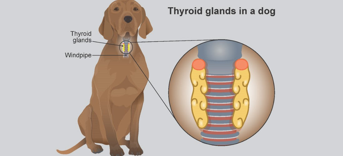 Hypothyroidism (Underactive Thyroid) in Dogs