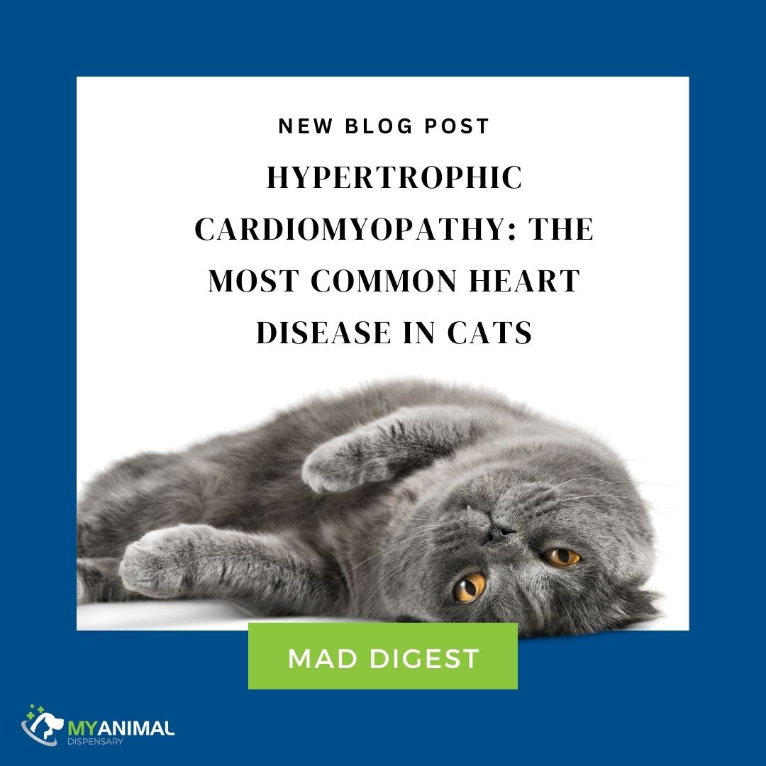 Hypertrophic Cardiomyopathy: The Most Common Heart Disease in Cats